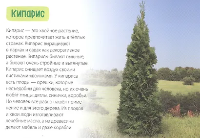 Обучающая книга «Деревья» - фото 3