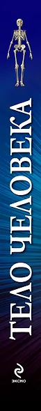 Тело человека. Энциклопедия со стереоиллюстрациями - фото 4