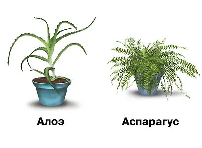 Комнатные растения и уход за ними. Демонстрационный материал для занятий в группах детских садов и индивидуально - фото 3