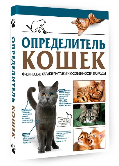Определитель кошек. Физические характеристики и особенности породы - фото 3