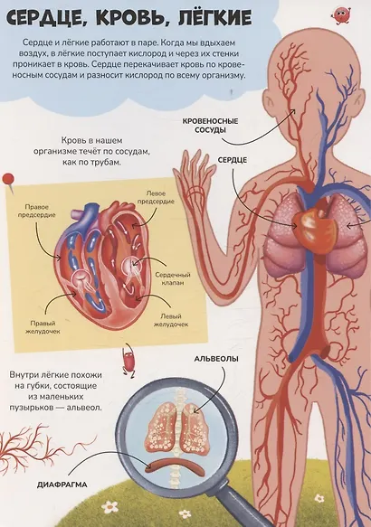 Знания в окошках. Наше тело - фото 4