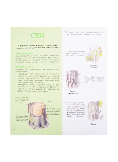 Деревья и кустарники - фото 6