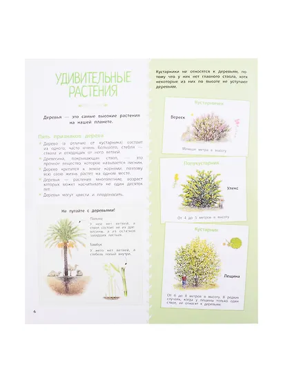 Деревья и кустарники - фото 4