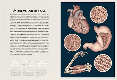 Анатомикум - фото 9