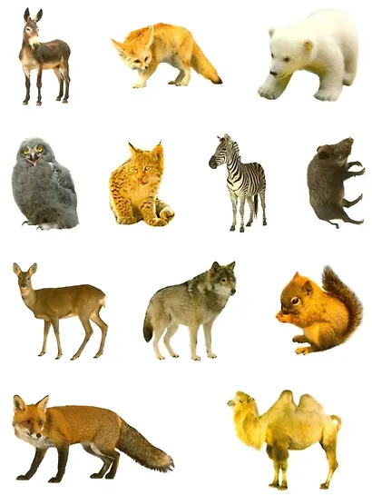 Дикие животные. Дополни картинку! Внутри 48 фото-наклеек! - фото 2