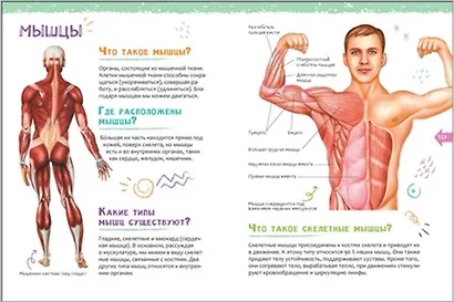 Человек. Новая детская энциклопедия - фото 5
