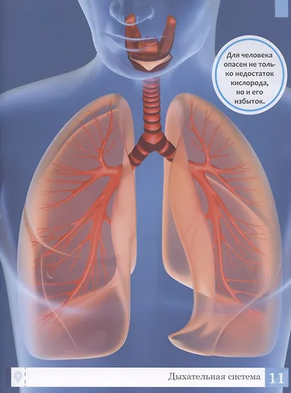 Тело человека: энциклопедия - фото 6