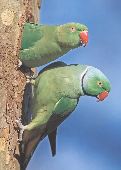 ЭНЦИКЛОПЕДИЯ ДЛЯ ДЕТЕЙ новые. КТО В ДЖУНГЛЯХ ЖИВЁТ? - фото 4