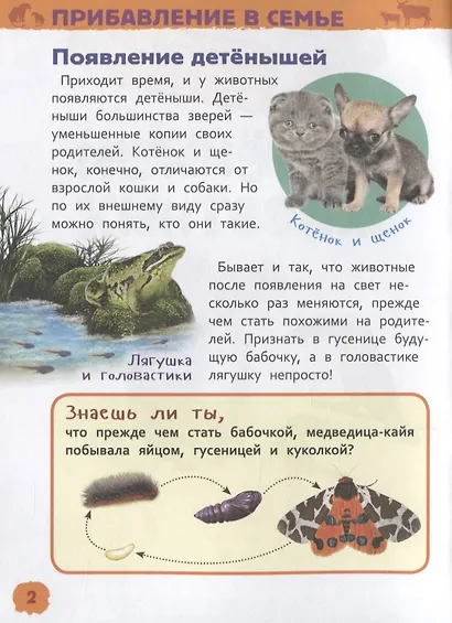 Детеныши животных - фото 3