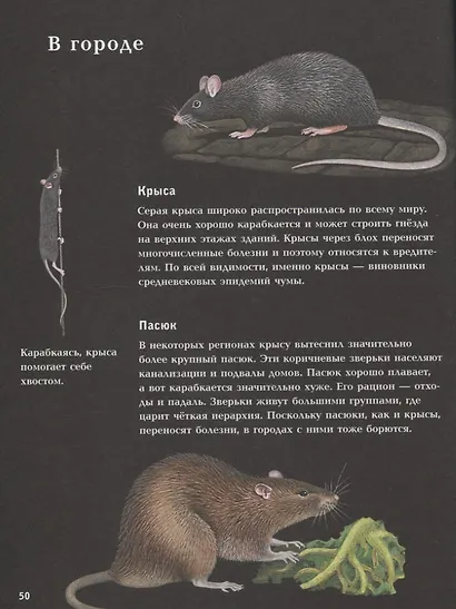 Ночные животные - фото 12