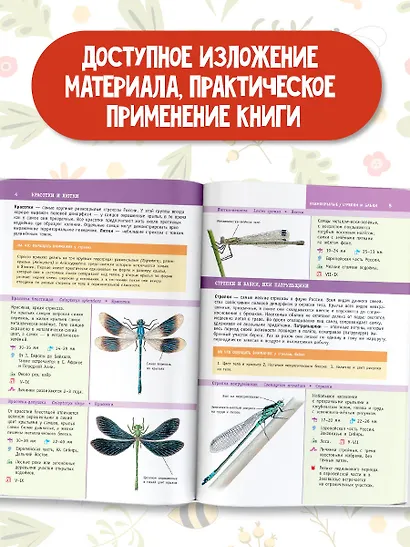 Насекомые России - фото 5