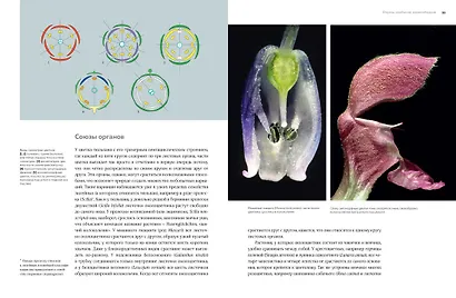 Цветы. Естественная история - фото 6