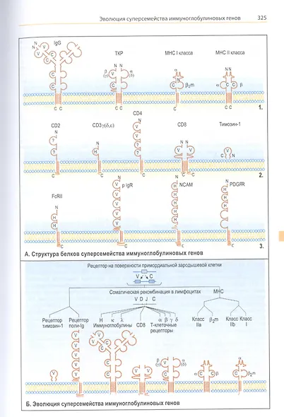 Наглядная генетика - фото 9