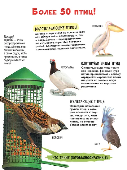 Птицы - фото 5