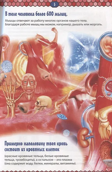 Тело человека. Детская энциклопедия в картинках. - фото 4
