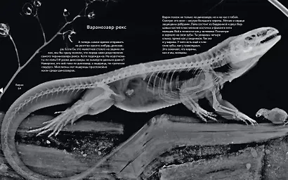 Вижу насквозь. Уникальные рентгеновские снимки животных - фото 6