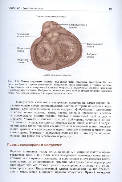 Патофизиология сердечно-сосудистой системы - фото 5