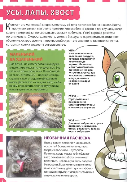 Кошки и котята - фото 3