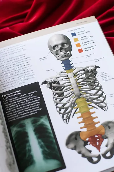 Анатомия человека. Визуальный гид по всем системам организма: норма и патологии - фото 11