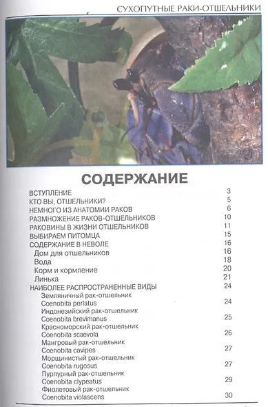 Сухопутные раки-отшельники (цвет) - фото 2