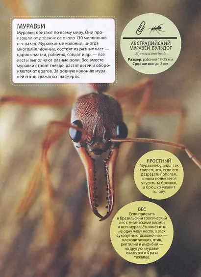 Невероятные насекомые и другие маленькие животные - фото 3