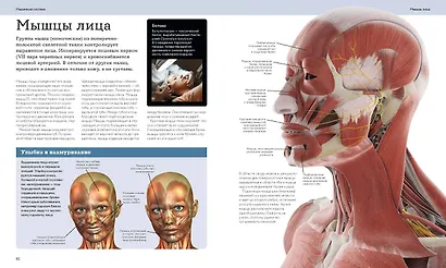 Анатомия человека. Визуальный гид по всем системам организма: норма и патологии - фото 14