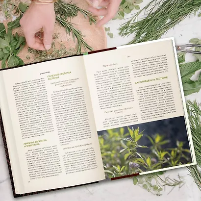 Дикие травы: как найти целебные продукты и создать собственные натуральные лекарства - фото 9