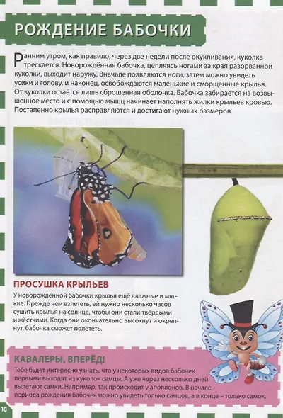Бабочки. Первая энциклопедия для детей - фото 5