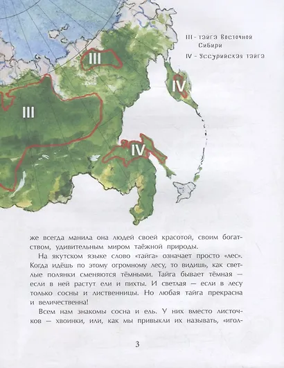 Тайга. Удивительный лес - фото 3