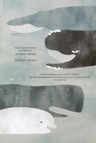 Киты и мы - фото 3