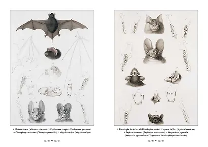 Царство животных. Позвоночные. Млекопитающие - фото 3