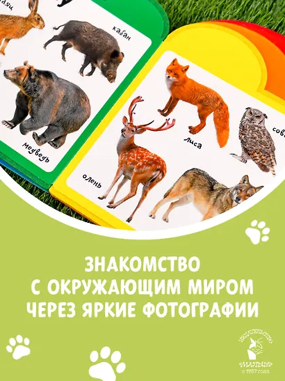 Животные - фото 4