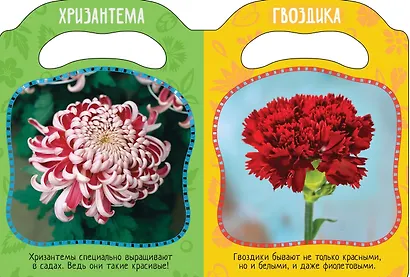 Вот так цветы! - фото 2