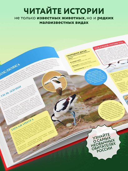 Красная книга России. Большой формат. Более 500 уникальных иллюстраций и фактов (новое издание) (основной) - фото 5