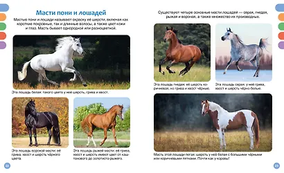 Лошади - фото 7