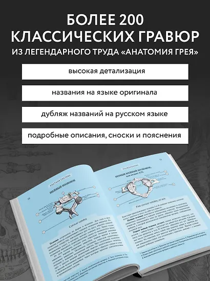 Популярный атлас анатомии человека. Анатомия Грея. 200 классических иллюстраций - фото 5