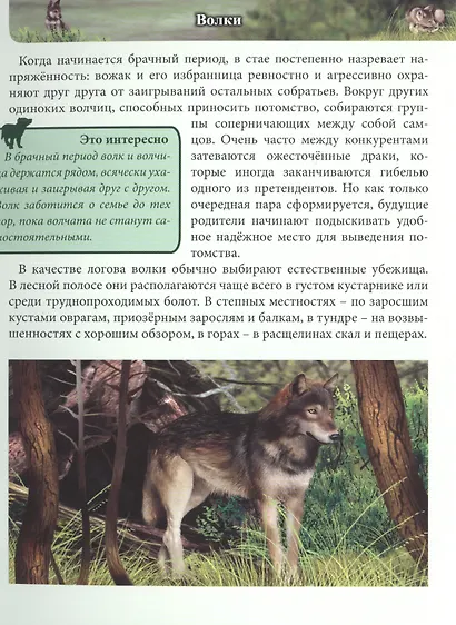 Волки - фото 4