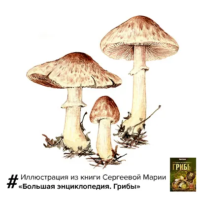 Грибы. Большая энциклопедия - фото 8
