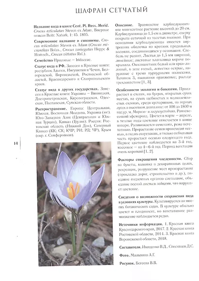 Gennuria plantarum rariorum russiae meridoinalis Ф.К. Биберштейна глазами молодых исследователей "Сириуса" через 200 лет - фото 4