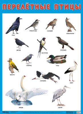 Нафиков Р. М. Развивающие плакаты. Перелетные птицы развивающие плакаты птицы жарких стран