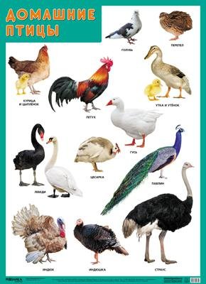 Нафиков Р. М. Развивающие плакаты. Домашние птицы развивающие плакаты птицы жарких стран