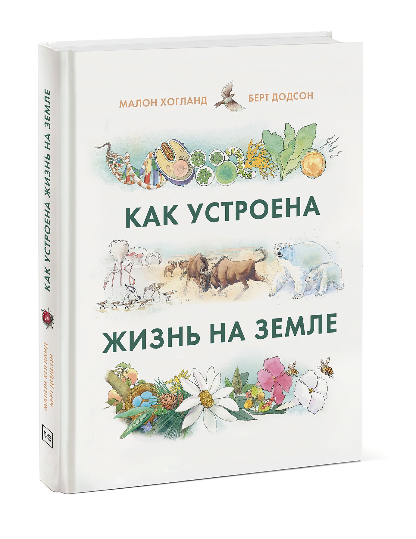 

Как устроена жизнь на Земле