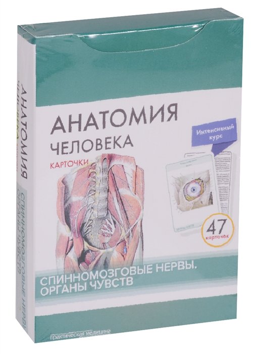 

Анатомия человека. Спинномозговые нервы. Органы чувств (47 карточек)