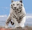 Набор для творчества, Рыжий Кот Алмазная мозаика (класс.) Белый тигр 20х30см 11цв ACF052