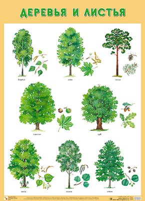 плакат деревья плоды листья Нафиков Р. М. Развивающие плакаты. Деревья и листья