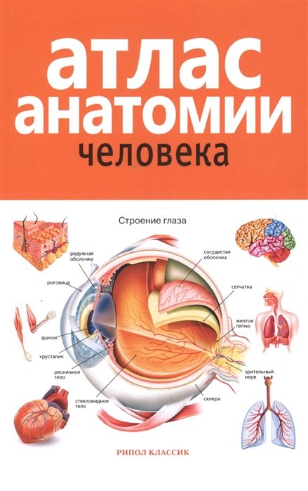 Красичкова Е. (ред.) - Атлас анатомии человека. 2-е изд., доп. и перераб. Марысаев В.Б.