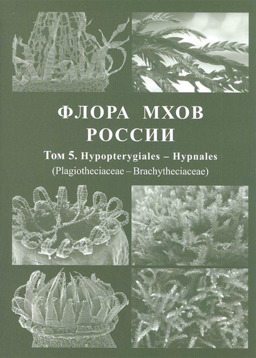   .  5. Hypopterygiales - Hypnales (Plagiotheciaceae - Brachytheciaceae)