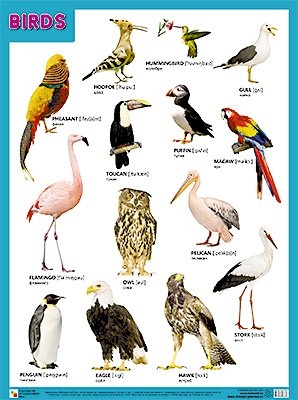 Плакаты (англ). BIRDS (Птицы) плакаты англ domestic birds домашние птицы