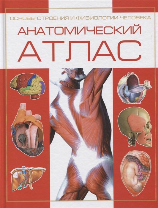 Анатомический атлас. Основы строения и физиологии человека