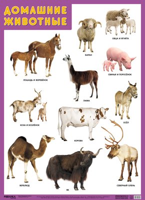 развивающие плакаты животные африки Нафиков Р. М. Развивающие плакаты. Домашние животные